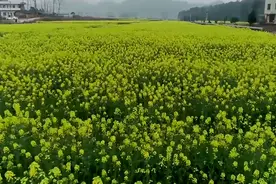 邵阳县：赏花正当时 油菜花海扮靓美丽乡村图片