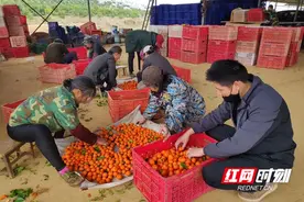 零陵：“电商军团”助力农副产品走出深山图片