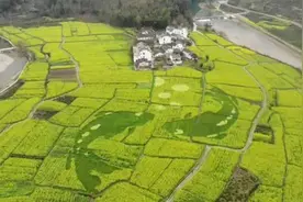 这只大锦鲤转起！黄山油菜地里“种”画视频封面