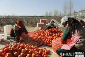 线下批发+线上订单齐发力，咱济宁长沟的西红柿不愁卖图片