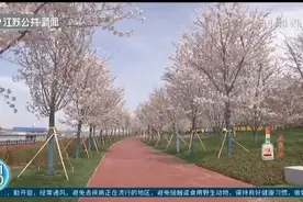 南京：园林绿化工程、交通运输有序恢复，幕燕滨江风光带樱花开放视频封面