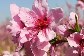 视频丨千亩桃花开正艳 十里花香醉游人图片