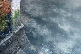 封城让水城威尼斯的水清澈见底 鱼儿天鹅都来了 居民：从来没见过图片