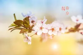 今日，春分图片