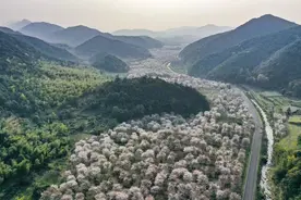 樱花又开了图片