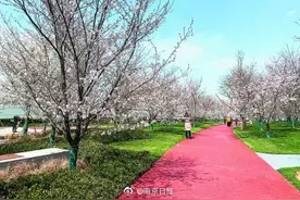 南京最长樱花大道下周一交付图片