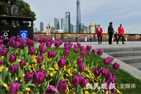 郁金香绽放外滩春意浓图片