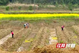 桃源：抢栽1000亩新苗助力桔园更新换代图片
