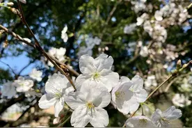 直播春天｜社区擂台赛㉙杭州田园社区：樱花皇后在我们这里图片