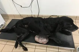 狗狗腹部长足球大小肿瘤被遗弃 主人获刑6周图片