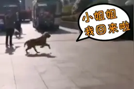 不舍！被山东医疗队喂养50多天，流浪金毛“执意”与队员合影视频封面