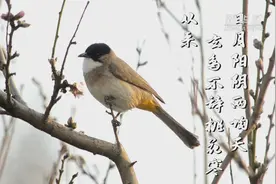 春分之日看神州视频封面