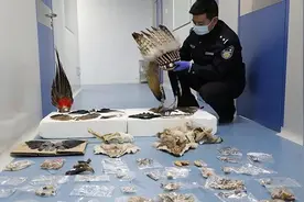 禁食“野味”的黑白名单：什么动物可以吃？图片