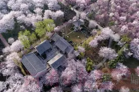 鄢陵万余棵樱花争相绽放 如云似雪图片