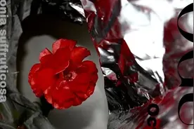 拍照丨花艺大片拍照指南图片