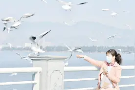 海鸥大部队离昆，仅剩几千只！它们没挨饿，今冬再见吧图片