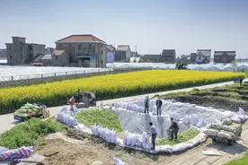 盖北榨菜成熟了 收割腌制正当时图片