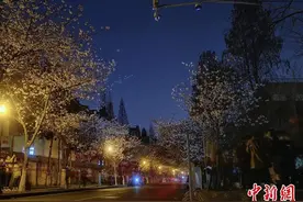 南京“赏樱季”如约而至：预约式、“云端”赏樱图片