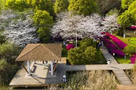樱花季图片