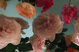 那些花儿图片