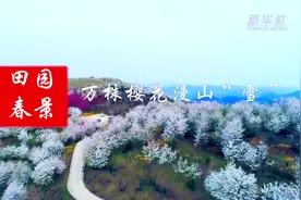 田园春景：万株樱花漫山“雪”视频封面