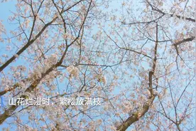 浙江绍兴：山花烂漫 繁樱满枝视频封面
