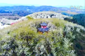 贵州：万株樱花漫山“雪”视频封面