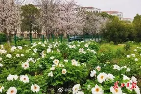 牡丹樱花相映成趣图片