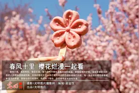 春风十里 樱花烂漫一起看图片