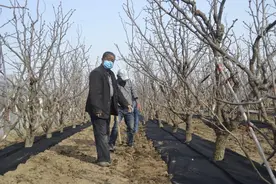 沾化枣农姜竹廷给枣树铺设PP无纺布地膜，里面有窍门图片