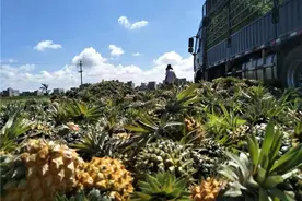 电商发力，滞销菠萝走出山村成了“致富果”图片