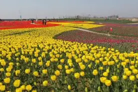迎风绽放 启东150万株郁金香盛放长江入海口图片