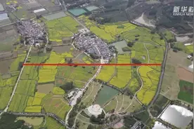 油菜花开春来到视频封面