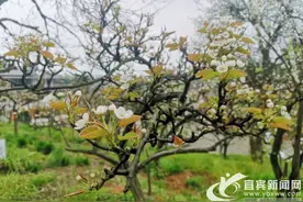 想要“云赏花”么？长宁县佛来山梨花节来啦图片