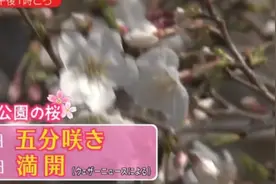 疫情期间，日本商家被逼疯了！想出了这些赏樱花的方法...图片