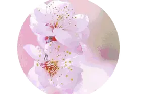潍坊的樱花，开了图片