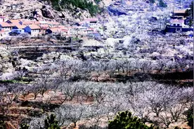 城阳区少山社区杏花怒放 时间较往年早了一周图片