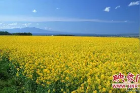潢川：油菜花里话小康图片