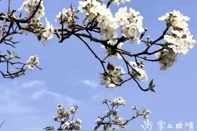 会泽梨花入梦来 图文/朱金贤图片