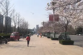 人民广场的樱花开了！樱花开 春已来图片