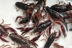 小龙虾、牛蛙、生鱼片都有寄生虫？如何防止中招？图片