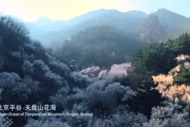 春花争艳！平谷百里桃花即将绽放视频封面