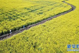 油菜花开景如画图片