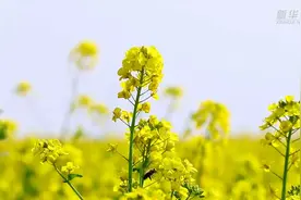 河北沙河：油菜花海 盛景如画视频封面