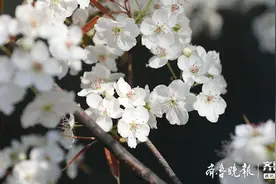 泰安市岱岳区夏张镇：梨花盛开春意浓图片