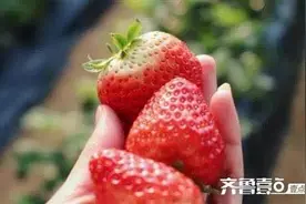 这里的草莓园恢复正常营业啦，采摘正当时，“莓”好时光约起来图片