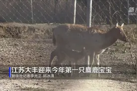 江苏大丰麋鹿“添丁进口”视频封面