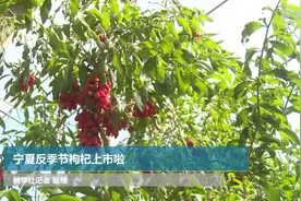 宁夏反季节枸杞上市啦视频封面