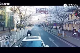 南京：春意盎然！鸡鸣寺路樱花开视频封面