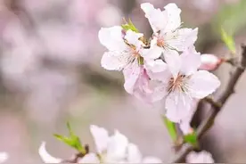 春日“云”赏花：浙江浦江百亩桃花染绯红图片